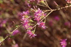 Calytrix carinata