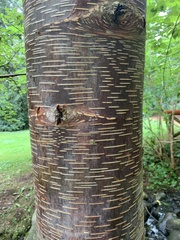 Betula utilis albosinensis