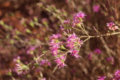 Calytrix carinata