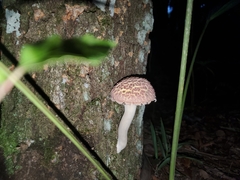 Boletellus ananas image