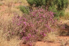 Calytrix carinata