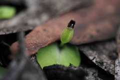 Corybas diemenicus