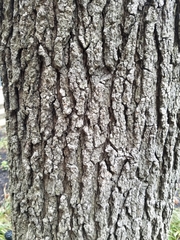Liquidambar styraciflua