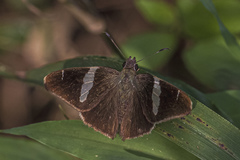 Oechydrus chersis evelinda