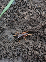 Cratomelus integer