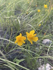 Calochortus venustulus
