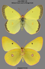 Colias gigantea