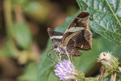 Oechydrus chersis evelinda