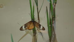 Acraea encedon encedon