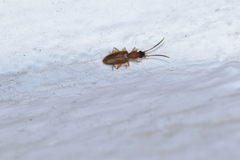 Telephanus