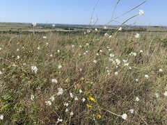 Oenothera glaucifolia