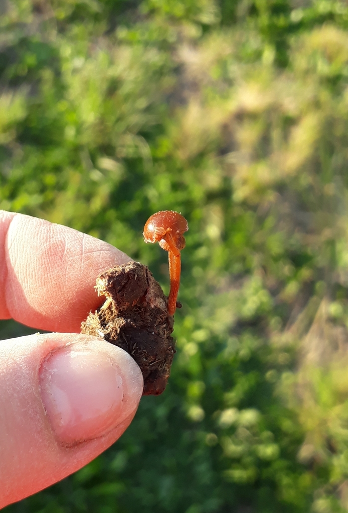 Deconica coprophila · September 2021 · photo: © laurabm2020 (iNaturalist, cc-by)