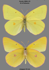 Colias gigantea