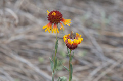 Gaillardia coahuilensis