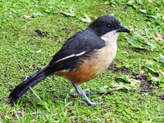 Laniarius ferrugineus ferrugineus