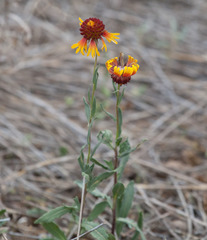 Gaillardia coahuilensis