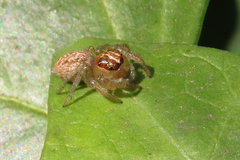 Chira gounellei