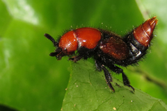 Haematodes bicolor
