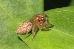 Chira gounellei