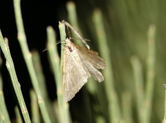 Crocota peletieraria