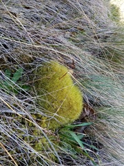 Dicranoloma robustum