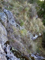 Dicranoloma robustum