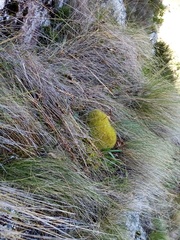 Dicranoloma robustum