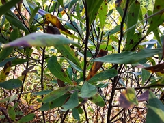 Myrica