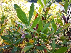 Myrica