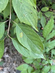 Parallelodiplosis subtruncata