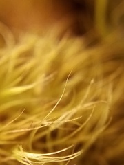 Dicranoloma robustum