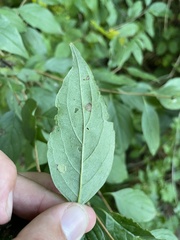 Parallelodiplosis subtruncata