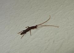 Listrocerum aeolis