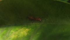 Myrmarachne ichneumon