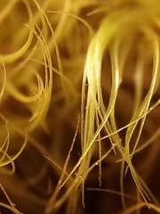 Dicranoloma robustum