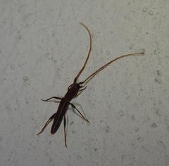 Listrocerum aeolis