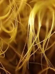 Dicranoloma robustum