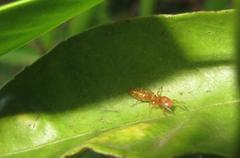 Myrmarachne ichneumon