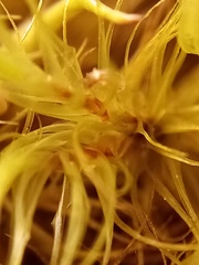 Dicranoloma robustum