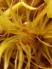 Dicranoloma robustum