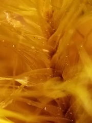 Dicranoloma robustum