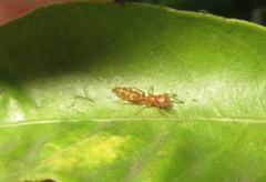 Myrmarachne ichneumon