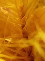 Dicranoloma robustum