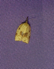 Sparganothis xanthoides