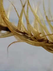 Dicranoloma robustum