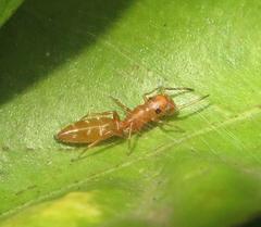 Myrmarachne ichneumon
