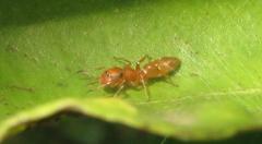 Myrmarachne ichneumon