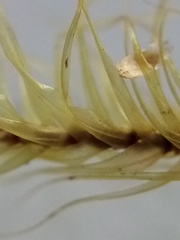 Dicranoloma robustum