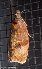Evora hemidesma