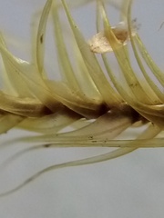 Dicranoloma robustum